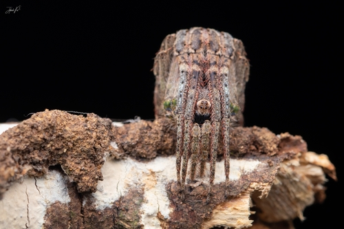 Rough Twig Spider
