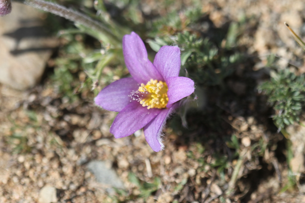 Pulsatilla Bungeana From Khorgo, Mongolia On September 13, 2017 At 11: ...