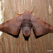Comparmustilia sphingiformis - Photo (c) Jatishwor Irungbam, όλα τα δικαιώματα διατηρούνται, uploaded by Jatishwor Irungbam
