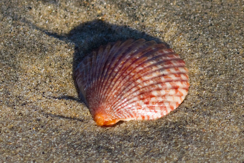 Pacific Calico Scallop