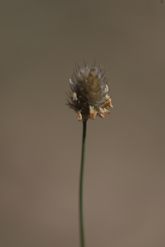 Alpine Foxtail