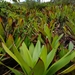 Alcantarea vinicolor - Photo (c) Carlos Hartur Ribeiro Noia, all rights reserved, uploaded by Carlos Hartur Ribeiro Noia