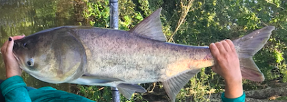 Bighead Carp