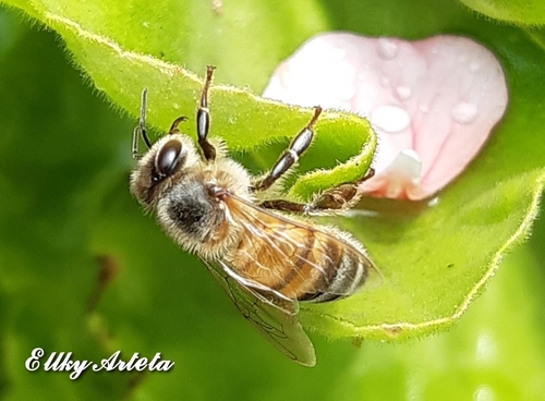 photo of Western Honey Bee (Apis mellifera)