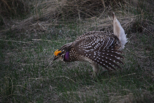 Sharp-tailed Grouse