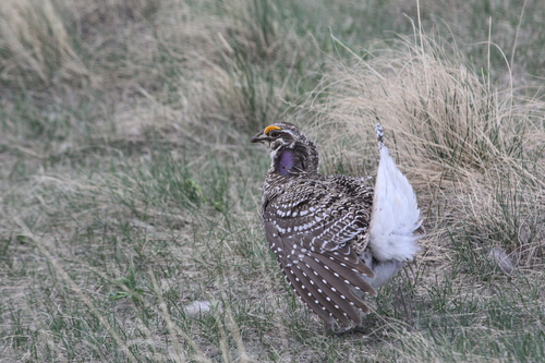 Sharp-tailed Grouse