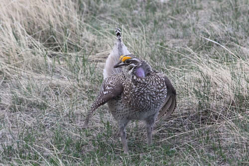 Sharp-tailed Grouse