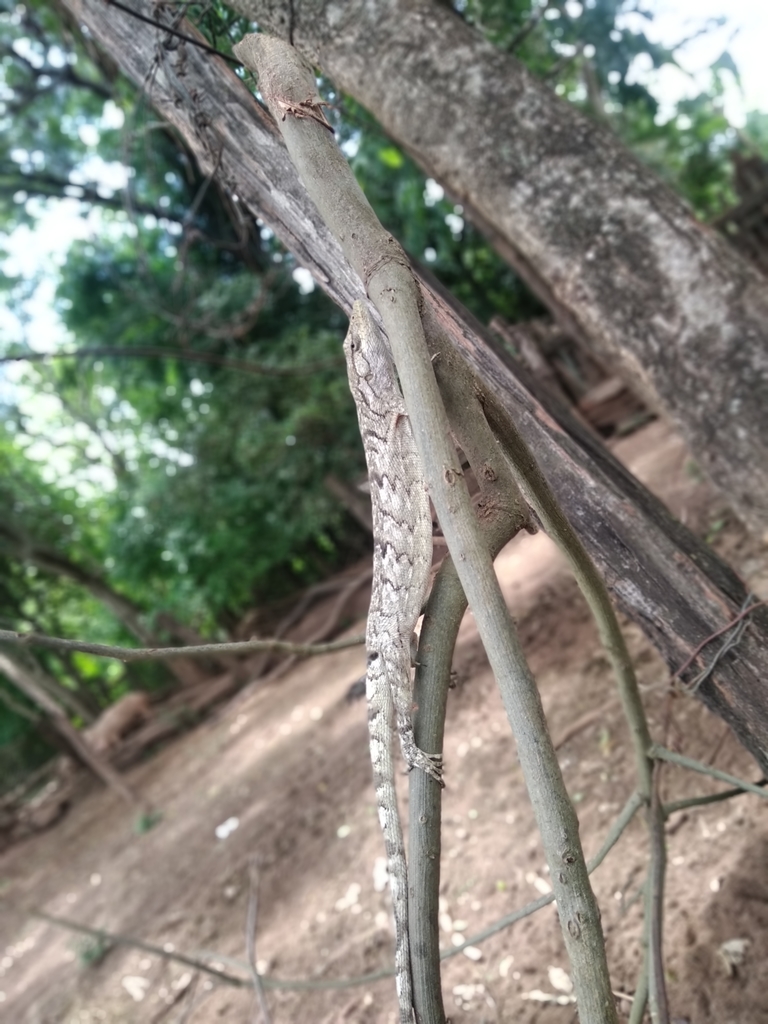 Brazilian Monkey Lizard from La Union, Paraguay on January 21, 2021 at ...