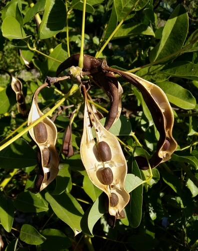 Cockspur coral tree