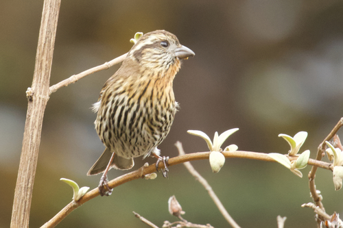 Himalayan White-browed Rosefinch