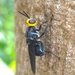 Cyphomyia leucocephala - Photo (c) mtwe82, all rights reserved, uploaded by mtwe82