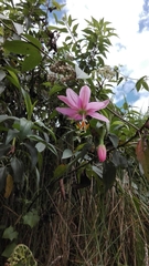 Passiflora tarminiana image