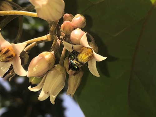 photo of Augochlorine Sweat Bees (Augochlorini)