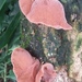 Auricularia fuscosuccinea - Photo (c) Nat S. Rojas, all rights reserved, uploaded by Nat S. Rojas