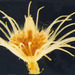 Hybocodon prolifer - Photo (c) Garry Fletcher, todos os direitos reservados, uploaded by Garry Fletcher