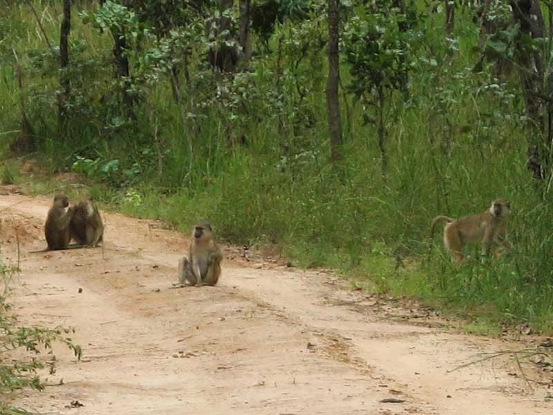 Kinda Baboon from Serenje, Zambia on April 04, 2012 at 02:23 PM by