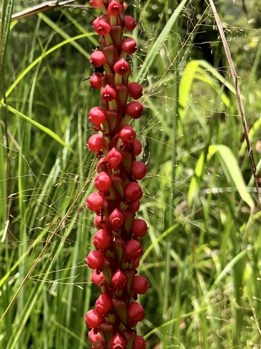 Satyrium coriophoroides