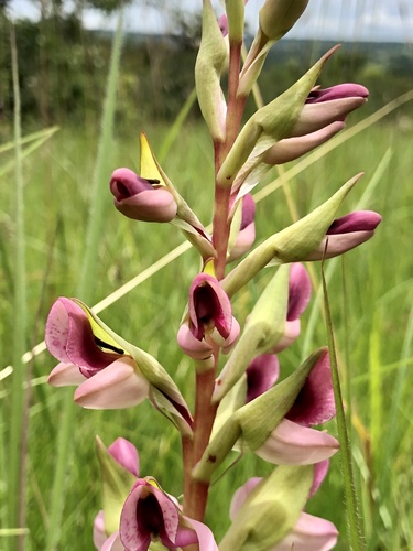 Disa engleriana