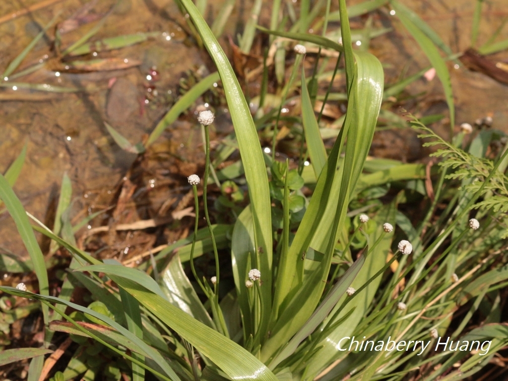 pipeworts Genus Eriocaulon iNaturalist