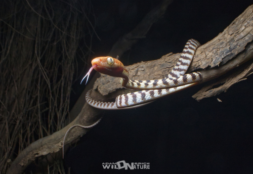 Brown Tree Snake sighting