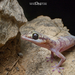Limestone Range Velvet Gecko - Photo (c) Adam Brice, all rights reserved, uploaded by Adam Brice