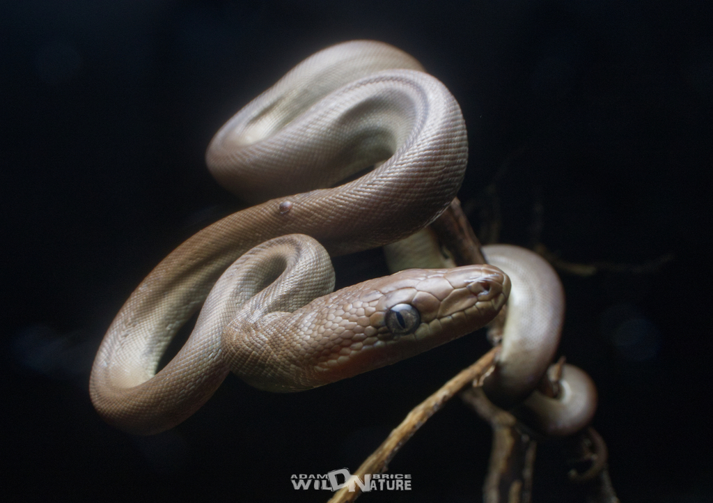 Olive Python from Litchfield Park Rd, Litchfield Park NT 0822 ...