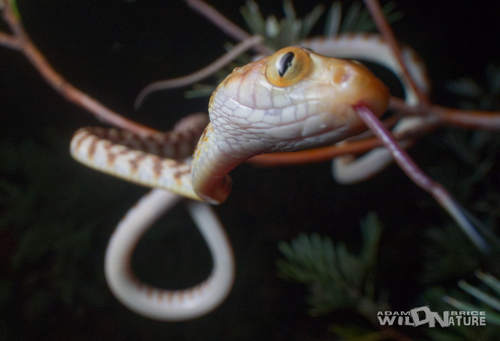 Brown Tree Snake sighting