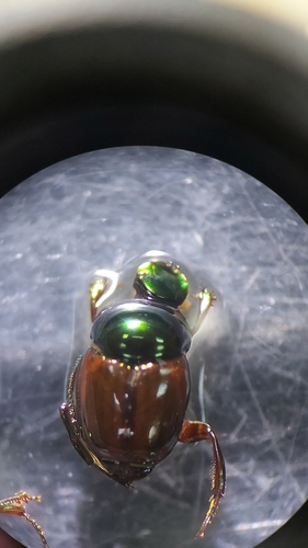 Canthon podagricus