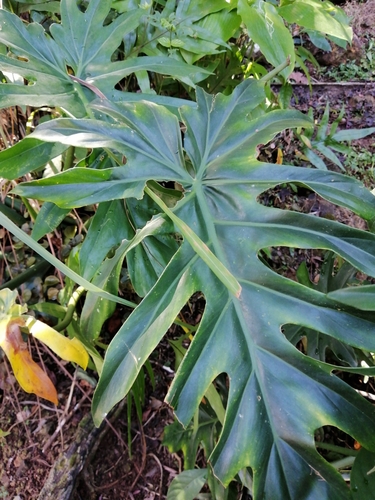 Philodendron radiatum image