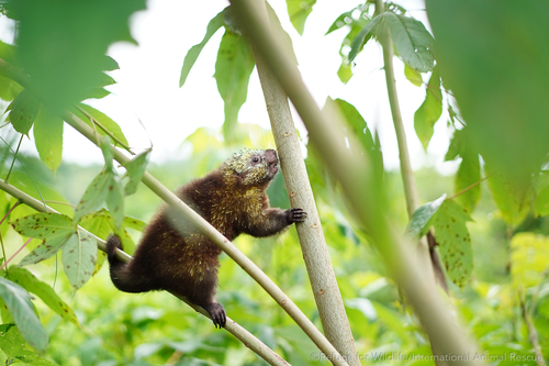 Mexican Hairy Dwarf Porcupine