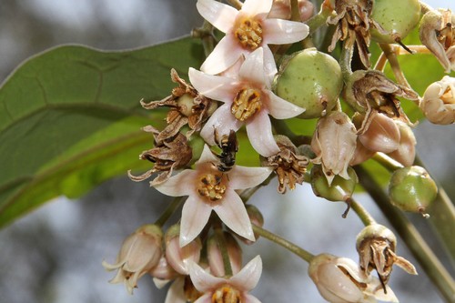 photo of Brues' Mini-digger (Exomalopsis bruesi)