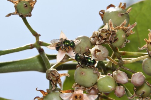 photo of (Pseudaugochlora)