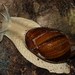Megalobulimus dryades - Photo (c) leandromoraes, todos los derechos reservados, uploaded by leandromoraes