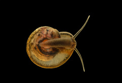 Image of Segmentina nitida