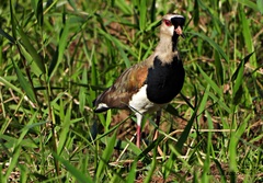Vanellus chilensis image