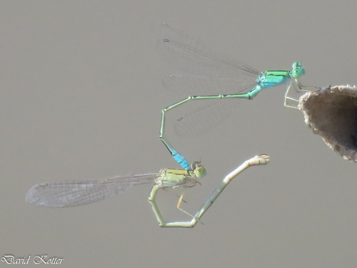 Pseudagrion torridum
