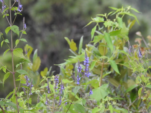 Wild Sage