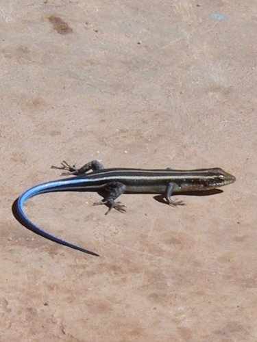 Rainbow Skink