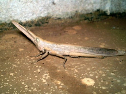 Gladiator Grasshopper