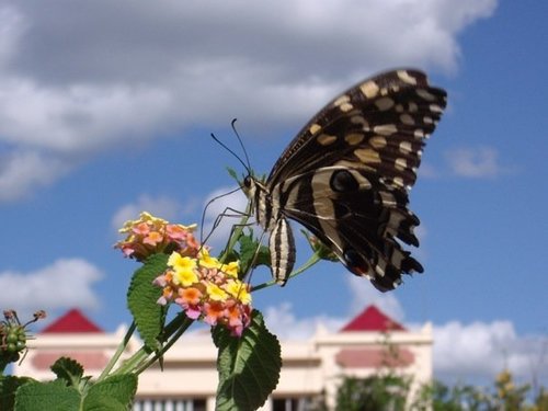 Citrus Swallowtail