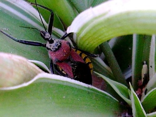 Red Flower Assassin