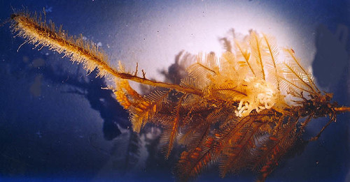 Medium