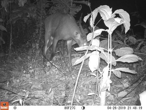 Forest Sitatunga