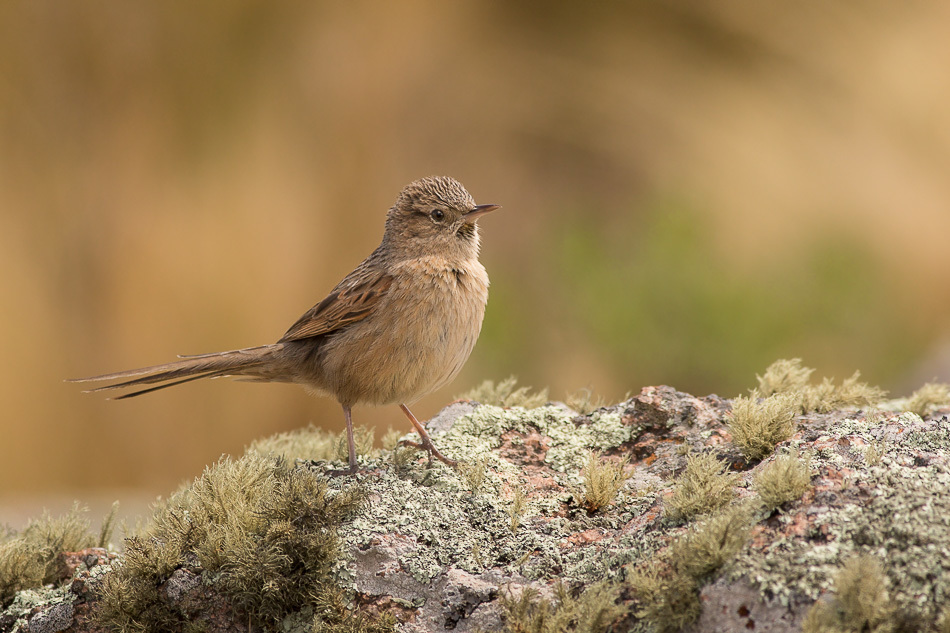 Streak-backed Canastero (Asthenes wyatti)