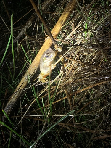 iNaturalist observation photo of Pacific chorus frog