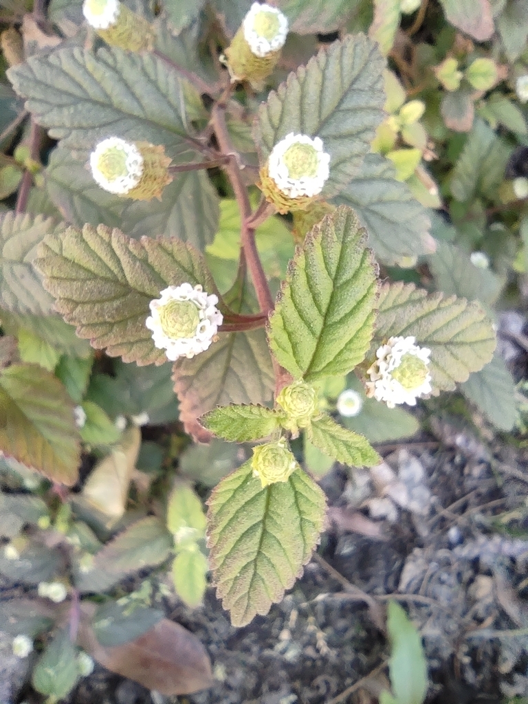 Aztec sweet herb