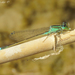 Desert Bluetail - Photo (c) David Kotter, all rights reserved, uploaded by David Kotter