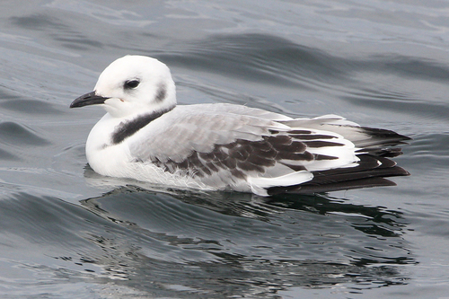 Black-legged Kittiwake
