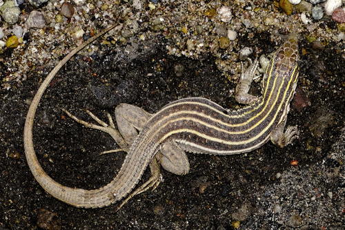 Sonoran Spotted Whiptail