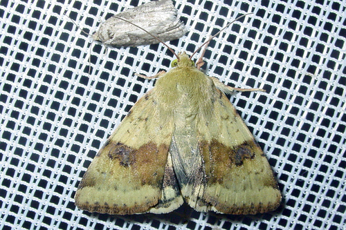 Liucerninis Saulinukas nuotrauka